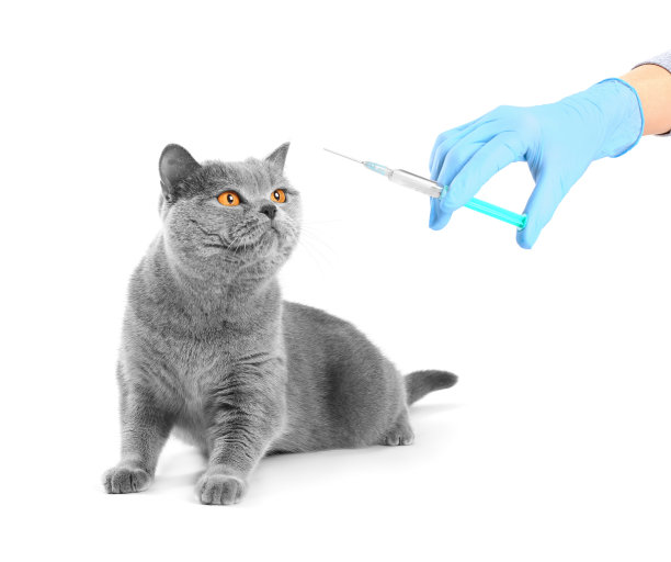 Сat在兽医诊所接种疫苗。在白色背景上隔离图片下载