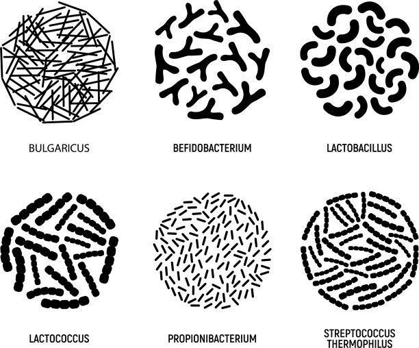 设置益生菌图标概念标志和标签图片下载
