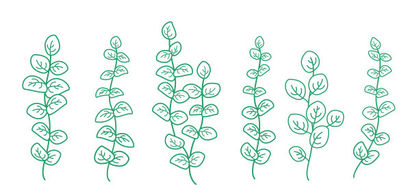 艺术把绿色的桉树树枝和树叶组合在一起图片下载