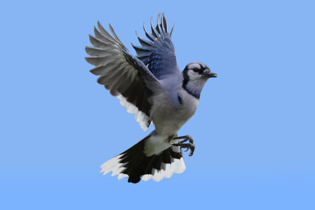 飞行中的蓝鸦图片下载