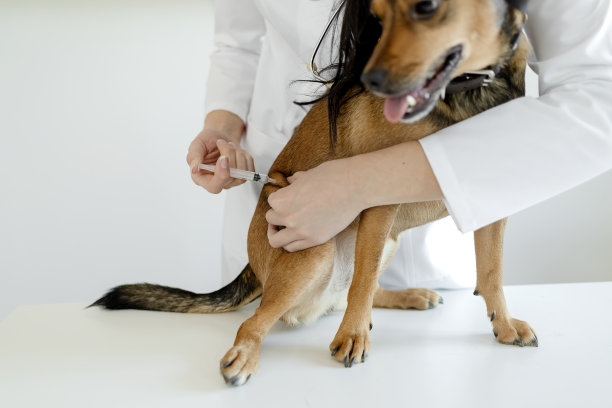 兽医图片素材ID：374228634