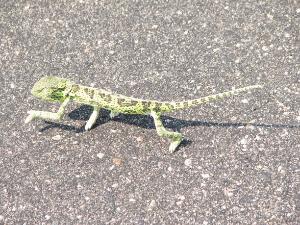 变色龙过马路图片下载