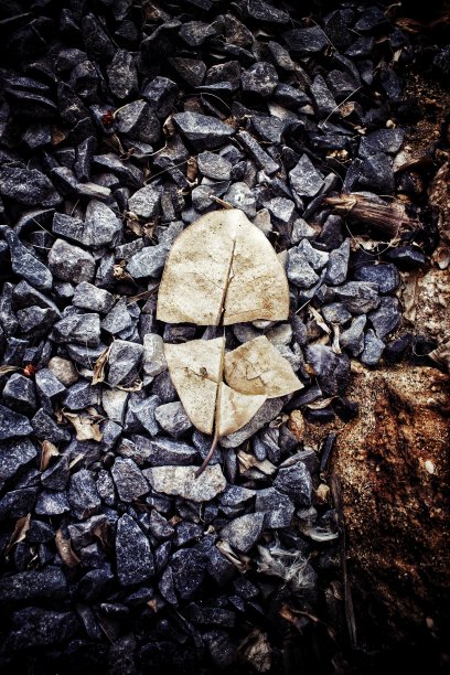 秋天的叶子图片下载