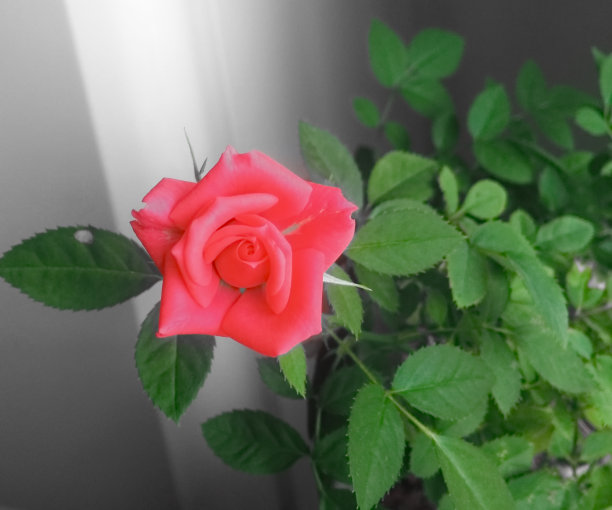 增加一个芽图片下载