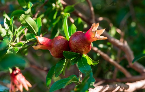 生长中的石榴的特写图片下载