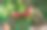 生长中的石榴的特写图片下载
