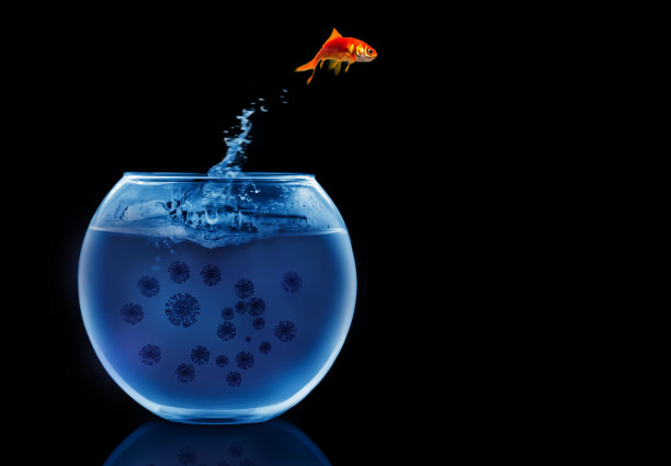 金鱼跳出了水图片下载