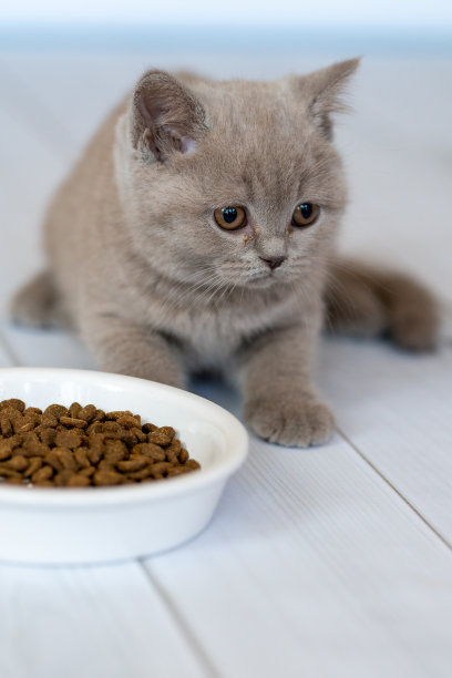 漂亮的英国猫咪紫色图片下载