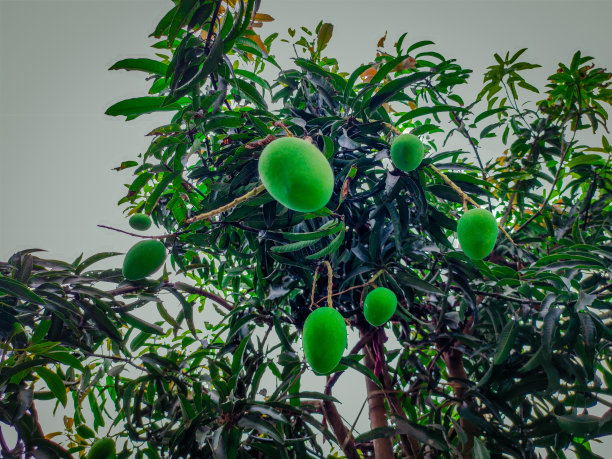 在自家农场的树枝上还未成熟的芒果图片下载