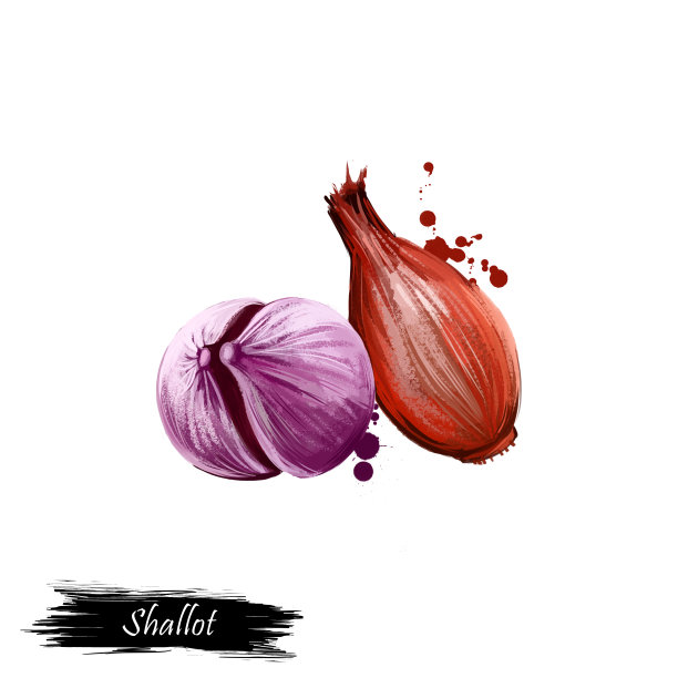 数字艺术法国葱或洋葱，聚集物孤立在白色背景。有机健康食品。绿色蔬菜。手绘植物特写。剪贴画插图。平面设计元素图片下载