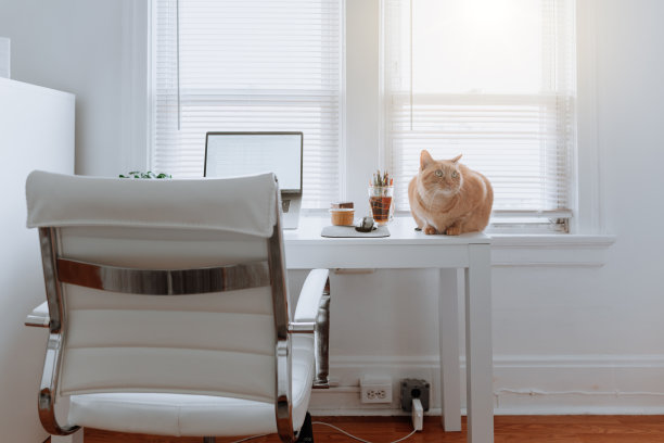 猫在家里的办公桌上图片下载