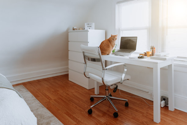 猫在家里的办公桌上图片下载