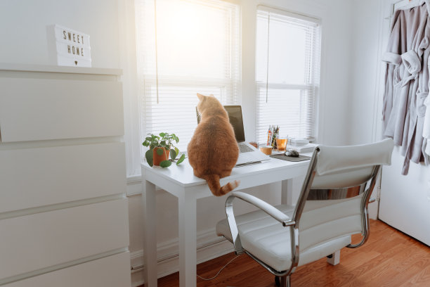 猫在家里的办公桌上图片下载