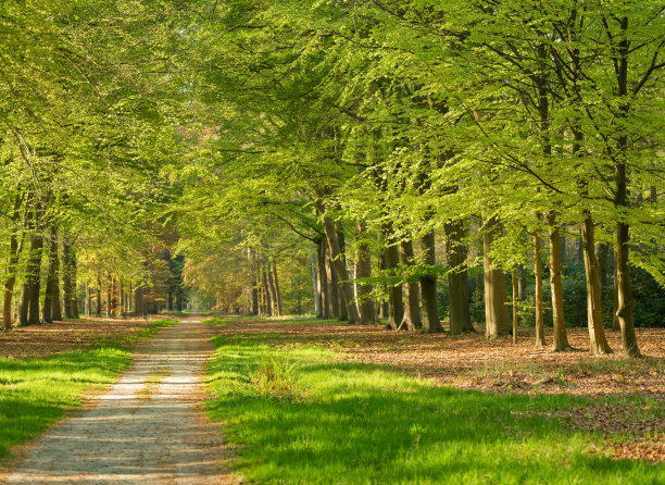 春天森林里成行的小径图片下载