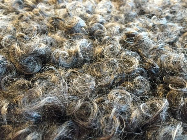 羊的头发图片下载