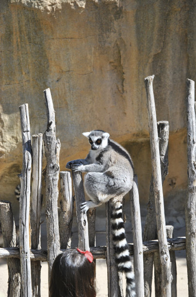 一只站在树枝上观察世界的狐猴图片下载