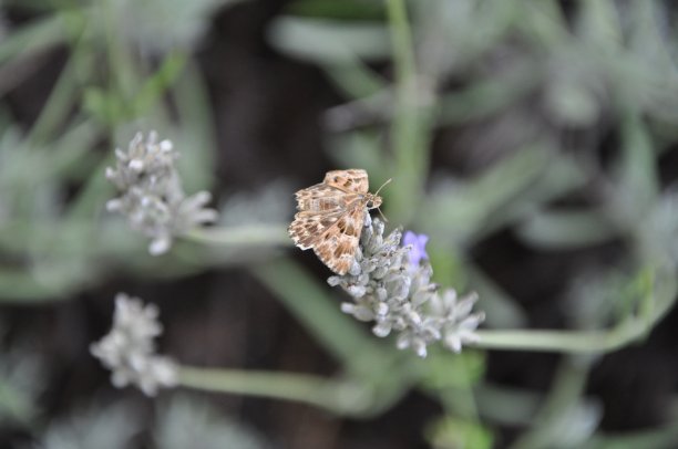 薰衣草枝上的蝴蝶图片下载