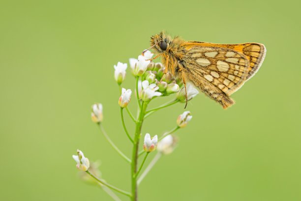 多变的队长蝴蝶素材图片