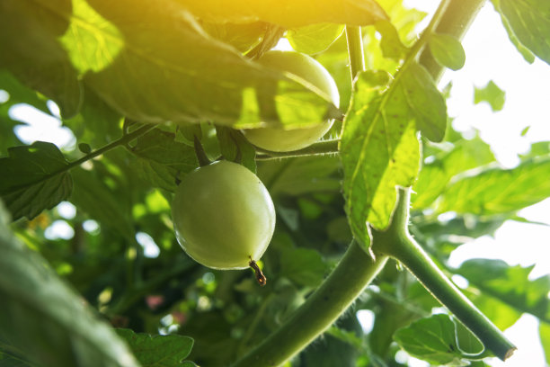 绿色番茄果实在夏季低角度观看图片下载