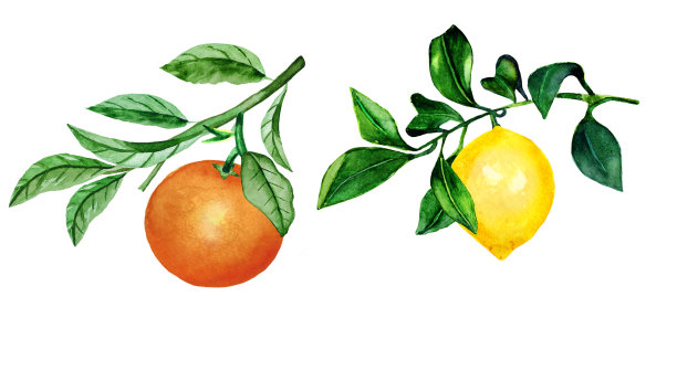 水彩画的柑橘树与树叶。柠檬和桔子在一个分支。用于设计卡片、请柬图片下载
