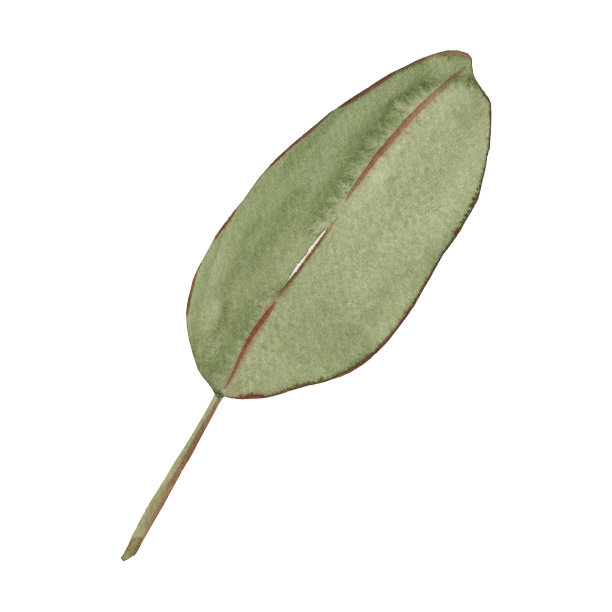 干燥的棕榈叶。波西米亚水彩手绘插图。图片下载