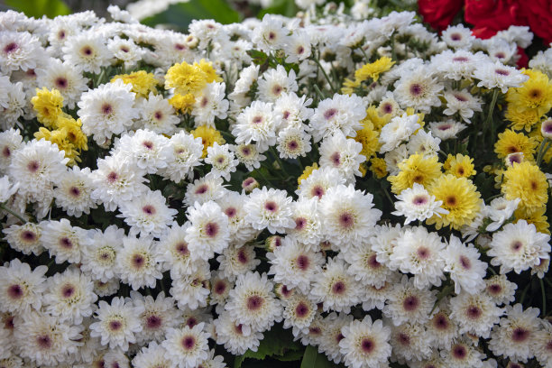 白黄雏菊特写。春花纹理照片。绿叶中的简单花朵。浪漫的旗帜模板图片下载