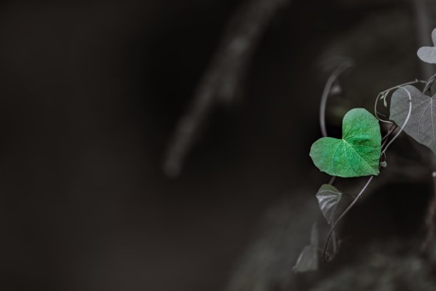 靠近常青藤叶子心形叶子在树枝的背景图片下载