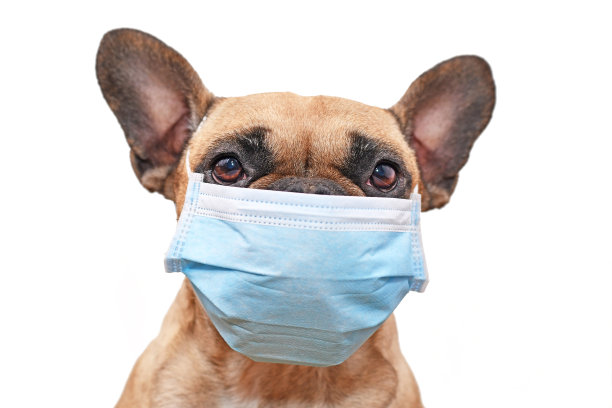 法国斗牛犬戴着医用口罩在白色背景前图片下载