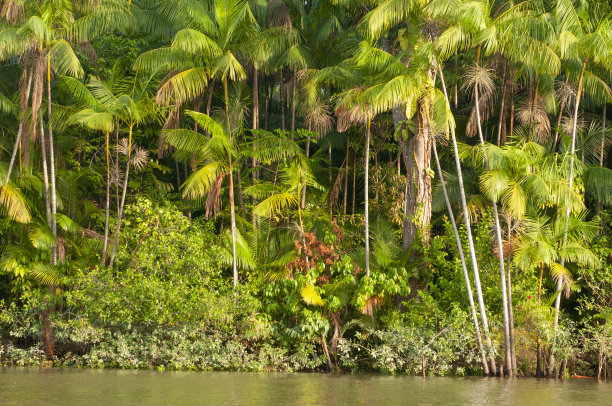 巴西的阿塞伊有机农场图片下载