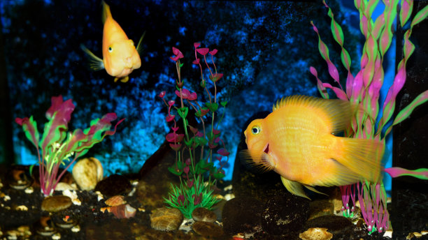 鱼缸里亮橙色的鱼、慈鲷、鹦鹉。图片下载