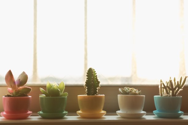 各种多肉植物和室内植物图片下载