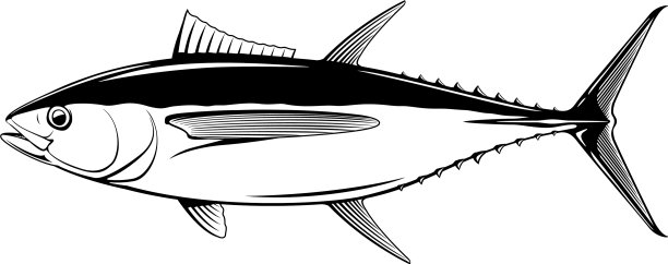 黑色和白色的大眼金枪鱼图片下载