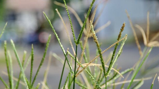 路边杂草丛生，背景模糊不清图片下载