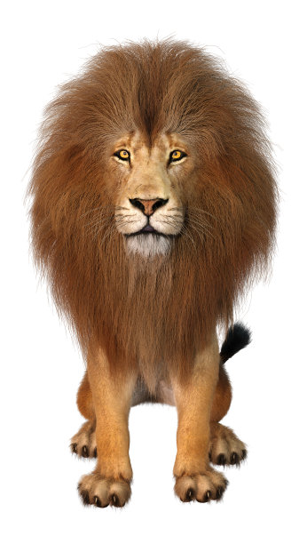 3D插图雄性狮子在白色图片下载