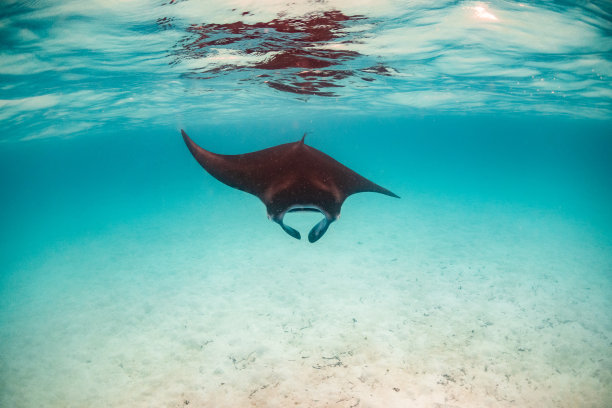 蝠鲼在清澈湛蓝的水里游泳图片下载