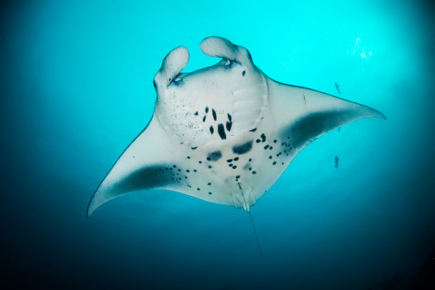 蝠鲼在清澈湛蓝的水里游泳图片下载