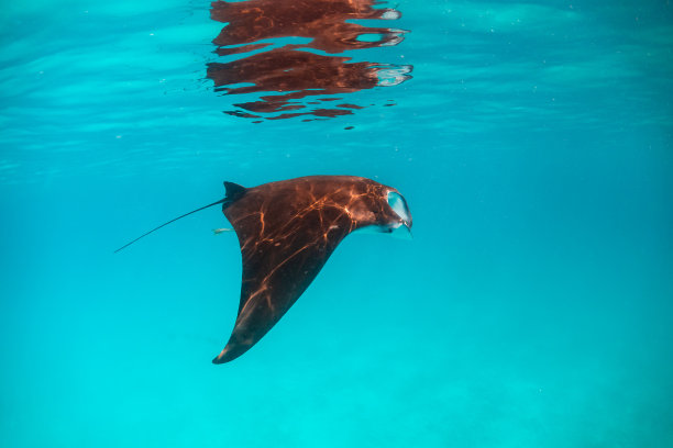 蝠鲼在清澈湛蓝的水里游泳图片下载