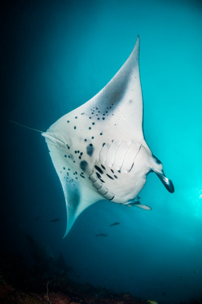 蝠鲼在清澈湛蓝的水里游泳图片下载