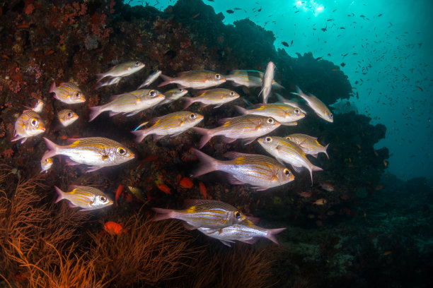 一群银色的鱼游在珊瑚礁和小鱼之间图片下载