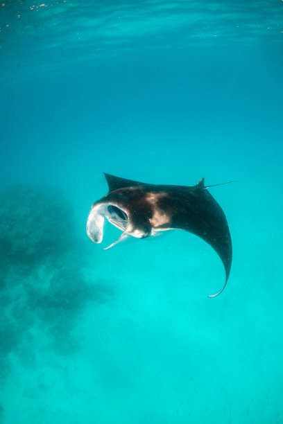 蝠鲼在清澈湛蓝的水里游泳图片下载