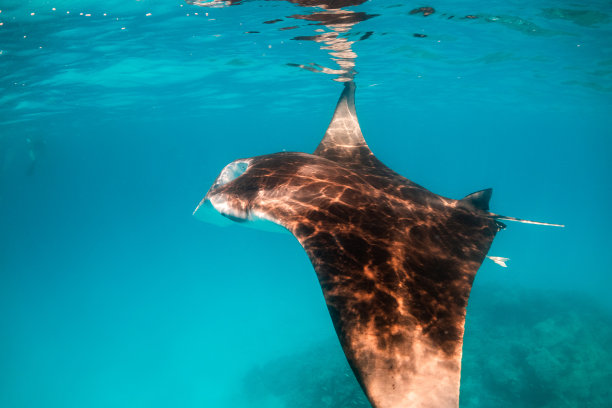蝠鲼在清澈湛蓝的水里游泳图片下载