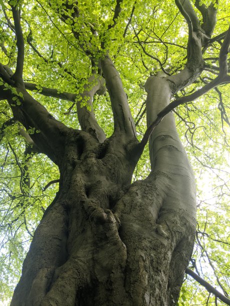 山毛榉树图片下载