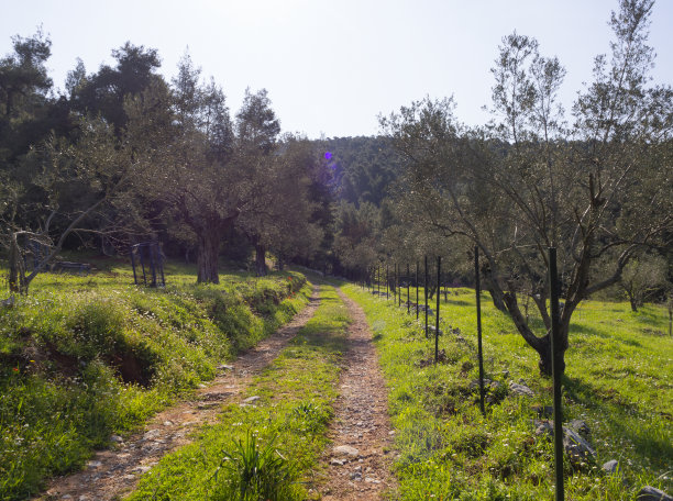 村庄橄榄园和天空与云彩的全景图片下载