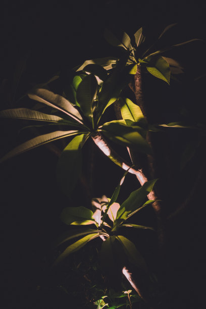 晚上鸡蛋花。图片下载