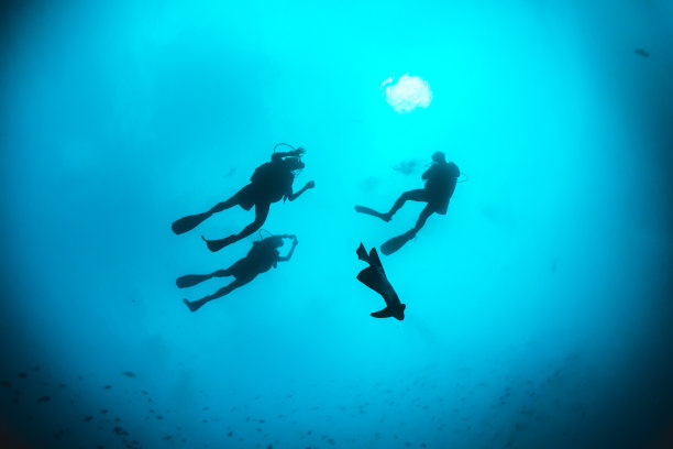 水下潜水员面向水面拍摄剪影图片下载
