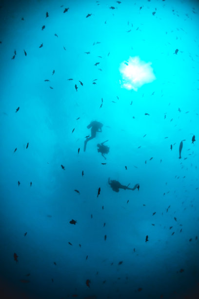 水下潜水员面向水面拍摄剪影图片下载