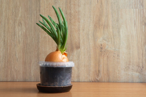 塑料花盆中的绿色芽洋葱图片下载