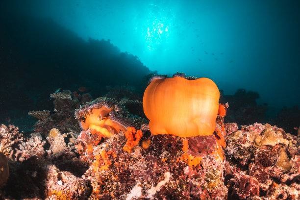 碧蓝海水中的彩色软珊瑚素材图片