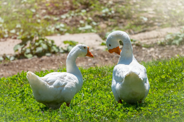 在阳光明媚的日子里，两只白色的大雁在绿色的草地上和平地走在一起。家鹅，灰鹅或白鹅。图片下载