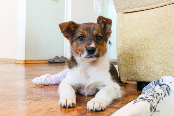 一只爪子断了，还上了石膏的小狗。图片下载